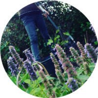 plantesmilet
