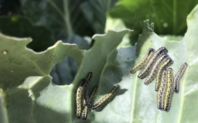 Beskyt dine grøntsager mod skadedyr og insekter