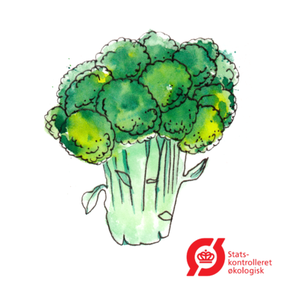 Broccoli 'bobby'- frø (øko)