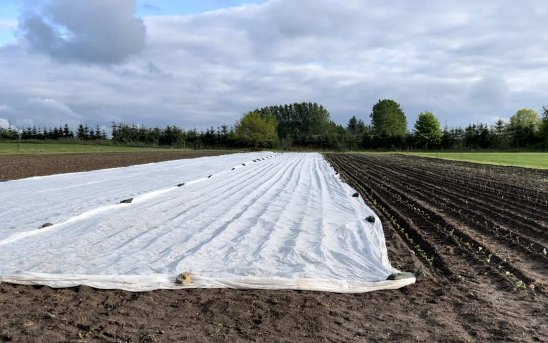 Fiberdug til køkkenhaven: hvornår bruger du den — og hvornår skal du skifte til insektnet?