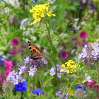 Blomsterblanding – bier og sommerfugle, frø (øko)