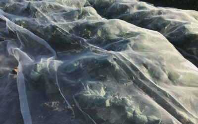 Insektnet i bioplast – beskyt køkkenhaven uden mikroplast