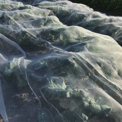 insektnet - bioplastik